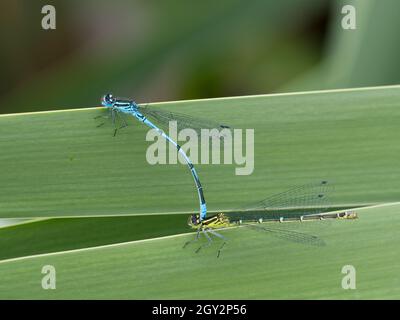 Damselflies azure maschili e femminili (Coenagrion puella) 'in tandem', riserva naturale di Smestow Valley, Wolverhampton, Regno Unito Foto Stock