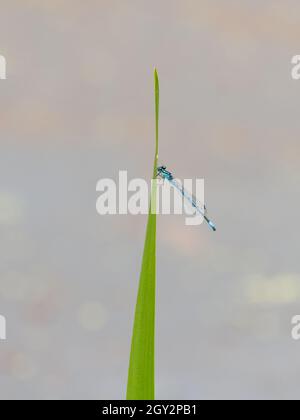 Damselfly azzurro maschile (Coenagrion puella) sulla vegetazione, riserva naturale della valle di Smestow, Wolverhampton, Regno Unito Foto Stock