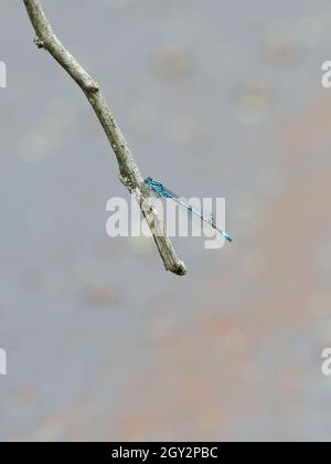 Damselfly azzurro maschile (Coenagrion puella) sulla vegetazione, riserva naturale della valle di Smestow, Wolverhampton, Regno Unito Foto Stock