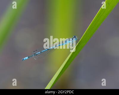 Damselfly azzurro maschile (Coenagrion puella) sulla vegetazione, riserva naturale della valle di Smestow, Wolverhampton, Regno Unito Foto Stock