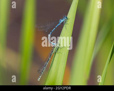 Damselflies azure maschili e femminili (Coenagrion puella) 'in tandem', riserva naturale di Smestow Valley, Wolverhampton, Regno Unito Foto Stock