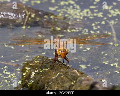 Ovipositing falco marrone (Aeshna grandis) libellula su Willow Pond, Smestow Valley Nature Reserve, Wolverhampton, Regno Unito Foto Stock