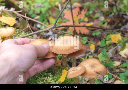 Raccolta stagionale di funghi commestibili nella foresta. Una mano dell'uomo raccoglie i funghi (miele agarico) dal suolo. Primo piano. Foto Stock