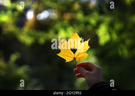 qualcuno tiene in mano una foglia d'acero dorato Foto Stock