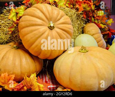 La zucca di formaggio di Long Island è una varietà di cimeli d'epoca e la sua carne dolce e liscia è conosciuta per fare torta di zucca superiore. Foto Stock