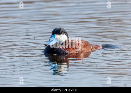 Anatra ruddy, Oxyuta jamaicensis, singolo adulto maschio nuoto su acqua, Titchwell, Norfolk, Regno Unito Foto Stock