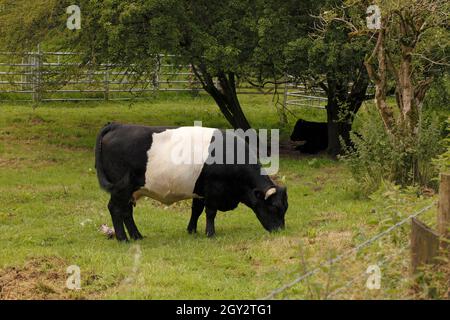 Mucca Galloway con cintura, varietà o variante bianca e nera, Foto Stock