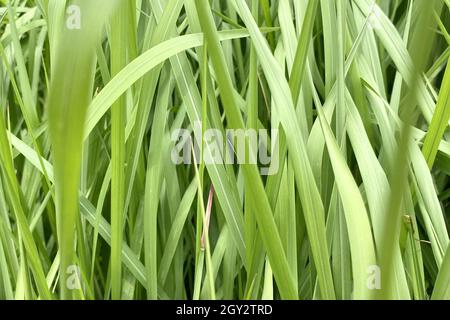 Primo piano di lussureggianti foglie verdi di erba di Cogon, piante che crescono in campagna Foto Stock