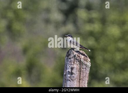 Il Kingbird orientale è appollaiato su un palo di legno usurato con sfondo bokeh verde e spazio copia circostante a fuoco orizzontale Foto Stock