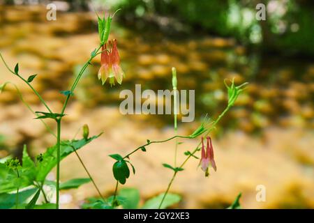 Primo piano di fiori rossi e gialli accanto al fiume Foto Stock