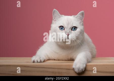 carino gatto bianco britannico shorthair con occhi blu appoggiati su un bancone di legno guardando la fotocamera curiosamente su sfondo rosa con spazio copia Foto Stock