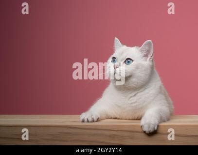 carino bianco britannico gatto shorthair appoggiato su un bancone di legno guardando al lato curiosamente su sfondo rosa con spazio copia Foto Stock