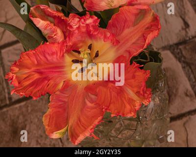 tulipani rossi su sfondo di pietra di mattoni Foto Stock