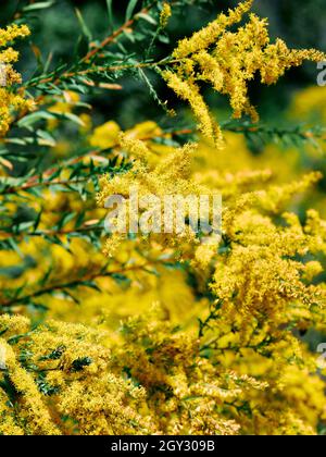 Ambrosia artemisifolia o pianta di ragweed comune che cresce e fiorisce in Alabama, USA. Foto Stock