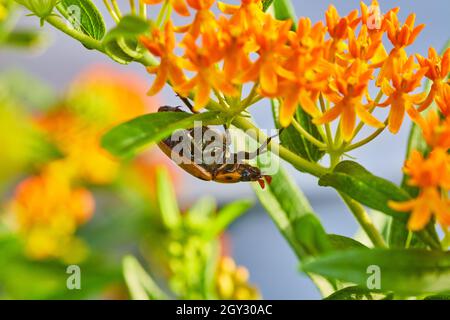Lato inferiore di un grande coleottero appeso alla pianta verde e arancione Foto Stock
