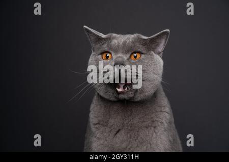 divertente gatto grigio britannico shorthair con bocca aperta su sfondo grigio scuro che guarda scioccato Foto Stock