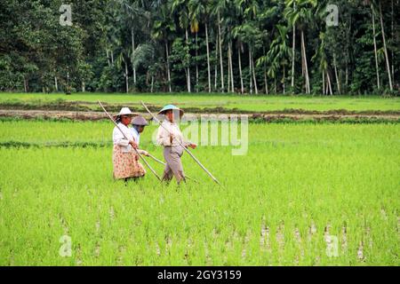 Quattro coltivatori di riso femmine che lavorano in un campo di risaie con cappelli di paglia conici e pali di sostegno, nella valle di Harau, Sumatra occidentale, Indonesia. Foto Stock
