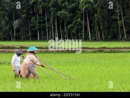 Quattro coltivatori di riso femmine che lavorano in un campo di risaie con cappelli di paglia conici e pali di sostegno, nella valle di Harau, Sumatra occidentale, Indonesia. Foto Stock