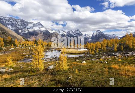 Paesaggio autunnale panoramico nel British Columbia Yoho National Park con larici dorate e vette rocciose canadesi coperte di neve sullo Skyline Foto Stock