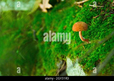 Piccolo fungo ombrello che cresce di muschio verde lussureggiante su una roccia Foto Stock