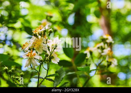 Fiori bianchi in fiore nella foresta Foto Stock