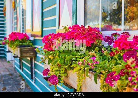 Finestra flowerpots di fiori rosa da vicino Foto Stock
