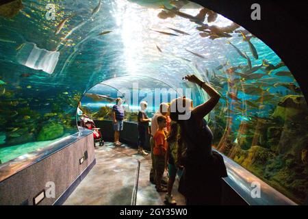 I visitatori scattano foto di un tunnel di vetro in un acquario Foto Stock