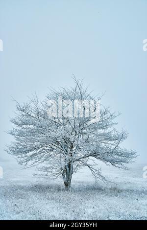 Grande albero coperto di cristalli di neve da solo contro cielo piano Foto Stock