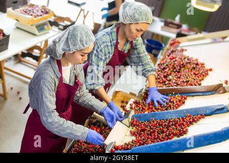 Le donne stanno selezionando le ciliegie Foto Stock