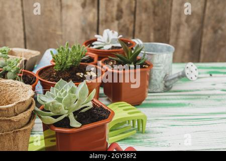 Piccole piante succulente sono pronte per il trapianto da vicino su sfondo di legno Foto Stock