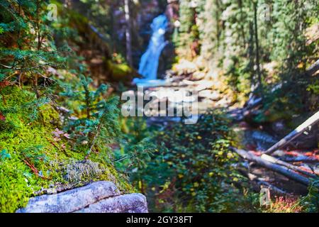 Roccia con muschio e pino bambino che cresce sulla cima e cascata sfocata sullo sfondo Foto Stock