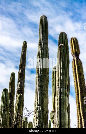 Colpo verticale del saguaro. Cactus tipo albero del genere monotipico Carnegia. Foto Stock
