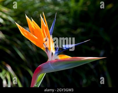 Strelitzia originaria del Sudafrica, il genere prende il nome dalla regina Charlotte del Regno Unito. Chiamato anche l'uccello del paradiso in Sud Africa esso Foto Stock