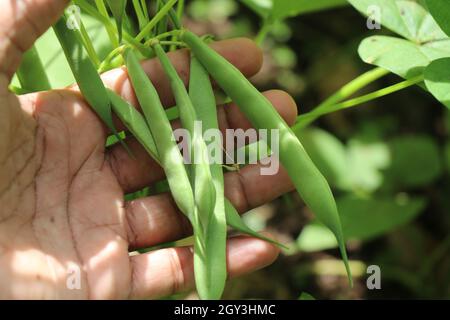 Tenere un mazzo di fagioli freschi e giovani su una pianta, vegetale biologico coltivare in casa concetto Foto Stock