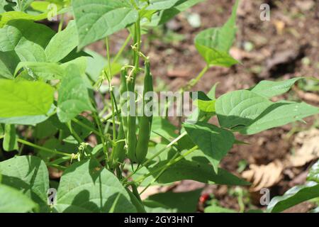 Phaseolus vulgaris o fagioli verdi che crescono in piante pronte per la raccolta, Home giardino vegetale crescente concetto Foto Stock