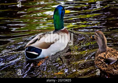 Un'anatra di mallardo nuota con il suo compagno nei pressi di Goldfish Island nel New Orleans City Park, 14 novembre 2015, a New Orleans, Louisiana. Foto Stock