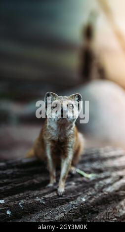 Scatto verticale di una manica nello zoo e nel parco safari di Dvur Kralove nad Labem Foto Stock