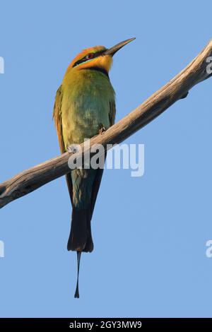 A Rainbow Bee-Eater (Merops ornatus) in una filiale nel NSW, Australia Foto Stock