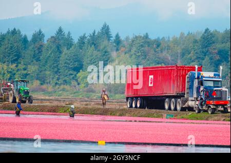 Tempo di raccolta del mirtillo a Pitt Meadows, B. C., Canada. Ottobre 2021. Foto Stock