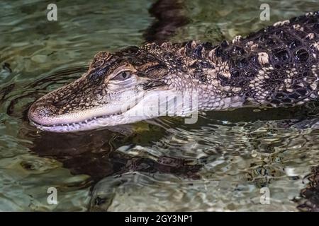 Alligatore americano (Alligator mississippiensis) presso il Georgia Aquarium nel centro di Atlanta, Georgia. (USA) Foto Stock