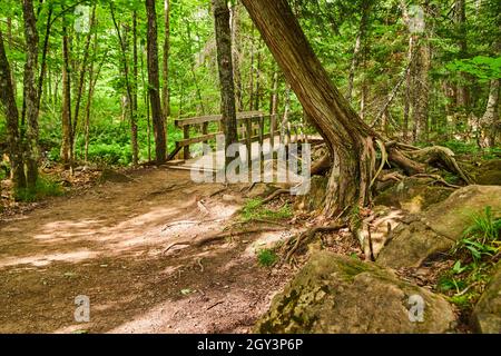 Sentiero sterrato e ponte a piedi in legno attraverso la foresta con rocce e albero con radici esposte Foto Stock