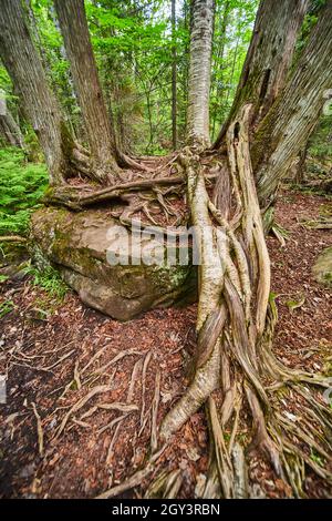 Alberi che crescono su un grande masso con un grande tratto di radici che raggiungono il terreno Foto Stock