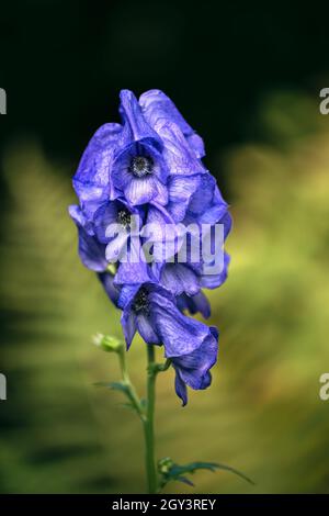 Bel fiore autunnale sentito parlare di azzurro blu di Cappa di Monk, una pianta tossica usata come veleno. Foto Stock