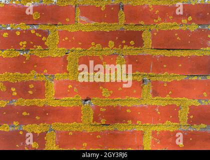 Vecchio muro di mattoni rossi coperto di muschio giallo. Sfondo astratto e texture design. Concetto di conservazione dei monumenti naturali. Foto Stock