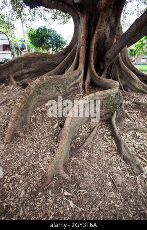 Radici gnomi di un vecchio fico Australia Foto Stock