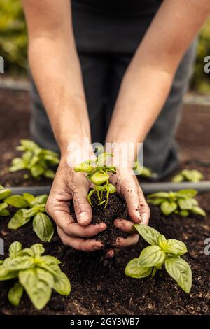 Due mani femminili che tengono una pianta verde che cresce nel suolo. Agricoltore biologico femminile anonimo che protegge una piantina nel suo giardino. Agricoltore femminile sostenibile Foto Stock