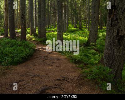 Sentiero panoramico pieno di radici nel mezzo di legno conifere forrest Foto Stock