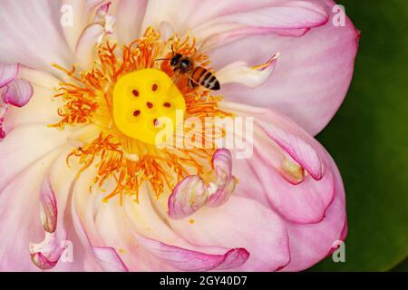 Il Nymphaeaceae sono acquatiche, erbe rhizomatous .i membri di questa famiglia sono comunemente chiamato water lilies Foto Stock