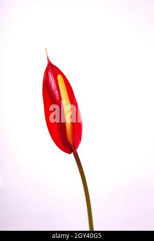 Il Nymphaeaceae sono acquatiche, erbe rhizomatous .i membri di questa famiglia sono comunemente chiamato water lilies Foto Stock