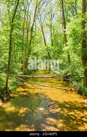 Fiume marrone naturale in lussureggiante foresta verde con alberi caduti Foto Stock